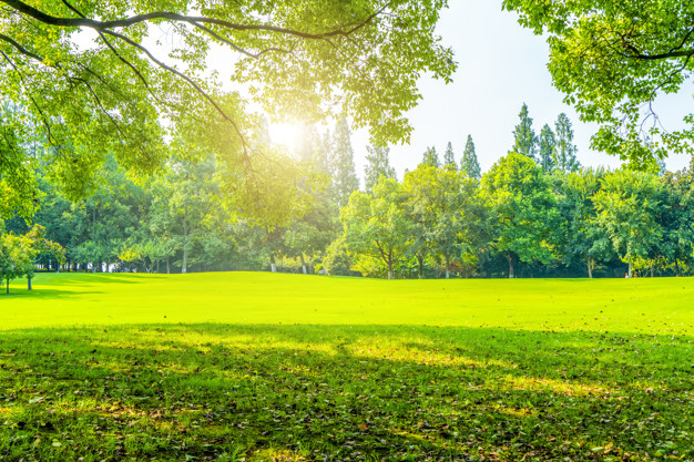 Grass and green woods in the park